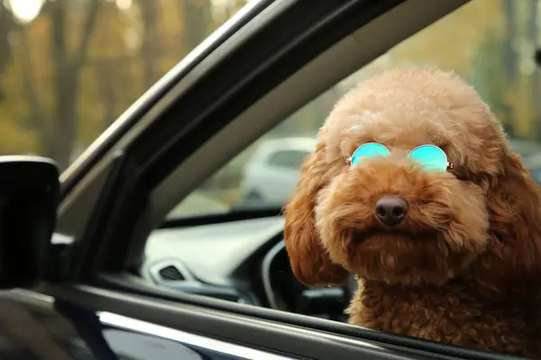 Ładny Pies Okularach Przeciwsłonecznych Wewnątrz Czarny Samochód Widok Zewnątrz — Zdjęcie stockowe