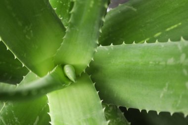 Arkaplan olarak yeşil aloe vera bitkisi, üst görünüm