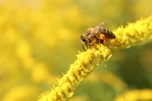 Včely Sbírají Nektar Žlutých Květin Venku Detailní Záběr Mezera Pro — Stock fotografie