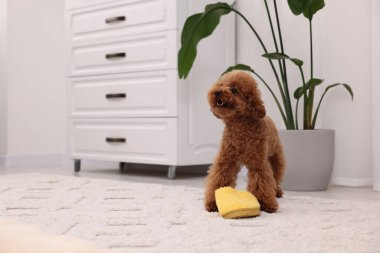 Evdeki sarı terliğin yanında sevimli Maltipoo köpeği, mesaj için yer var. Sevimli hayvan