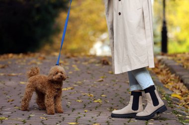 Sevimli Maltipoo köpeği olan bir kadın sonbahar parkında yürüyor, yakın plan.
