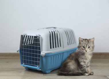 Şirin tüylü kedi yavrusu ve evcil hayvan taşıyıcısı