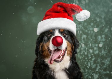 Noel Baba şapkalı sevimli köpeğin yeşil arka planda kırmızı Noel topu burnu var.