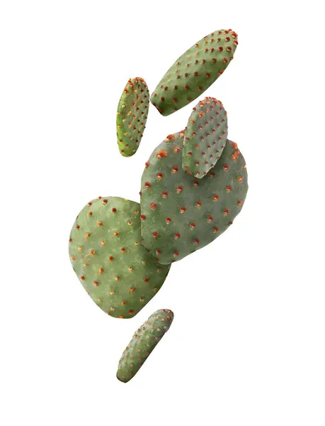 stock image Opuntia cactus pads falling on white background