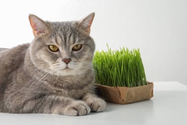 Tatlı kedi ve beyaz arka planda taze yeşil çimenler.