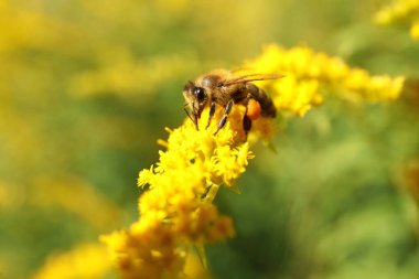 Bal arısı sarı çiçeklerden nektar topluyor, yakın plan.