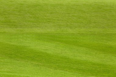 Açık yeşil çimenleri olan güzel bir çim.