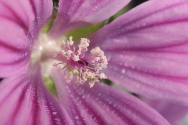 Arka plan olarak güzel mor Malva çiçeği, makro görünüm