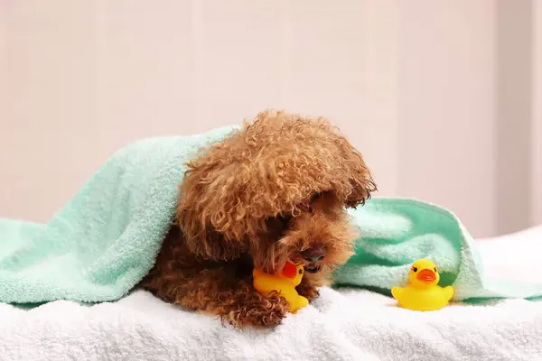 Cute Maltipoo dog wrapped in towel gnawing rubber duck indoors. Lovely pet