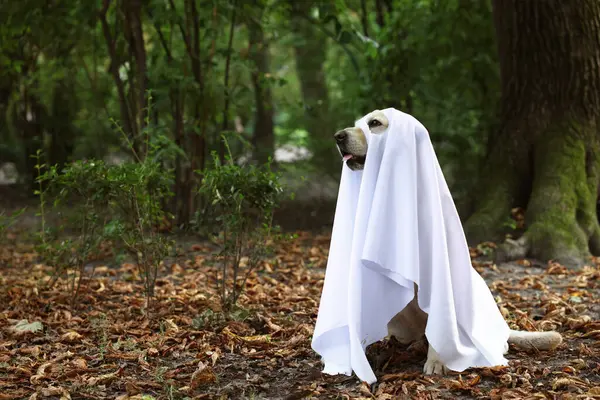 Cute Labrador Retriever Cão Vestindo Traje Fantasma Parque Outono Halloween — Fotografia de Stock