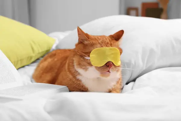 Cute ginger cat with sleep mask and book resting on bed