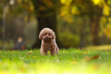 Sonbahar parkında yeşil çimlerde sevimli Maltipoo köpeği, mesaj için yer