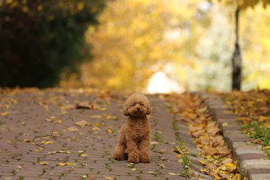 Sonbahar parkında sevimli Maltipoo köpeği, mesaj için yer