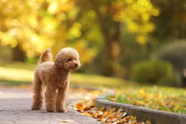 Sonbahar parkında sevimli Maltipoo köpeği, mesaj için yer