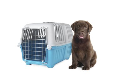 Tatlı çikolata Labrador Retriever köpeği ve beyaz arka planda hayvan taşıyıcısı.