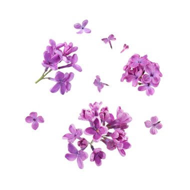 Beautiful lilac flowers falling on white background