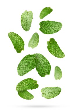 Beyaz arkaplana düşen taze nane yaprakları