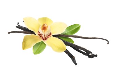 Vanilya kabukları, yeşil yapraklar ve beyaz üzerine izole edilmiş sarı çiçekler.