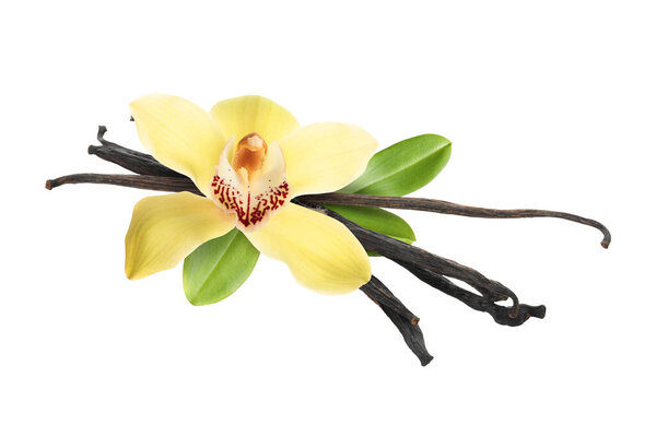 Ванильные стручки, зеленые листья и желтый цветок изолированы на белом