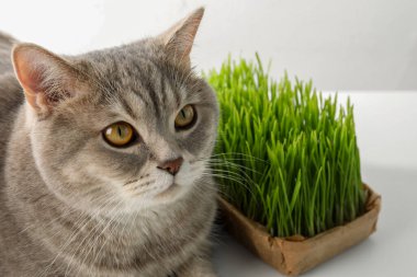 Tatlı kedi ve beyaz arka planda taze yeşil çimenler.