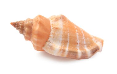 Güzel deniz kabuğu beyazda izole edilmiş. Plaj nesnesi