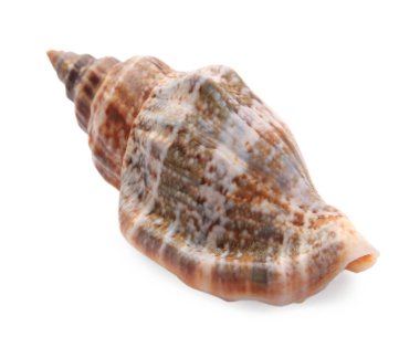 Güzel deniz kabuğu beyazda izole edilmiş. Plaj nesnesi