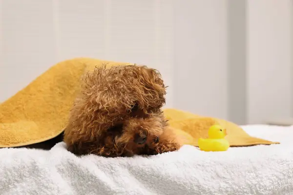 Cute Maltipoo dog wrapped in towel near rubber duck indoors, space for text. Lovely pet