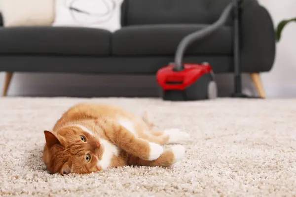 Cute ginger cat lying on carpet at home, space for text