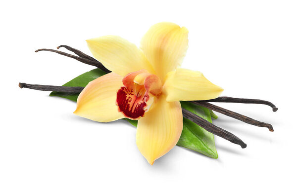 Ванильные стручки, зеленые листья и желтый цветок изолированы на белом