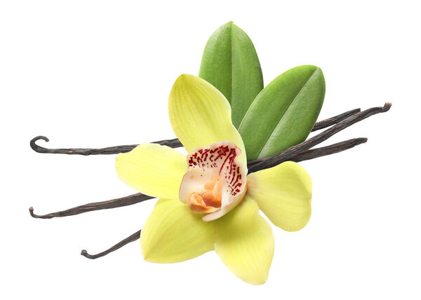 Ванильные стручки, зеленые листья и желтый цветок изолированы на белом