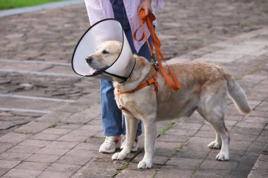 Elizabeth dönemi havasında Labrador köpeği ile gezen kadın, yakın plan.