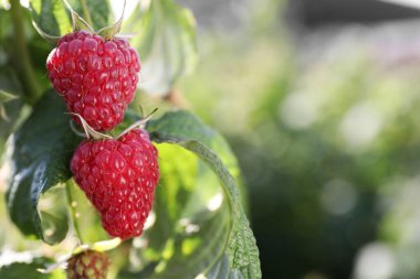 Dışarıdaki çalılıklarda yetişen kırmızı ahududular, yakın plan. Metin için boşluk