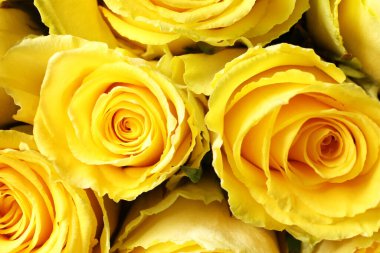 Arka plan olarak güzel sarı güller, üst manzara