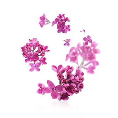 Beautiful lilac flowers falling on white background
