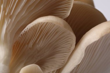 Beyaz arka planda taze istiridye mantarları, makro manzara.