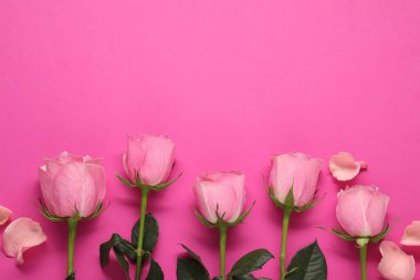 Parlak pembe arka planda güzel güller, üst manzara. Metin için boşluk