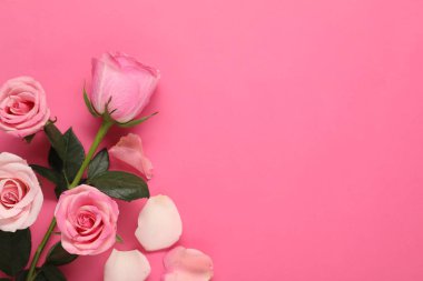 Pembe arka planda güzel güller ve yapraklar, üst manzara. Metin için boşluk