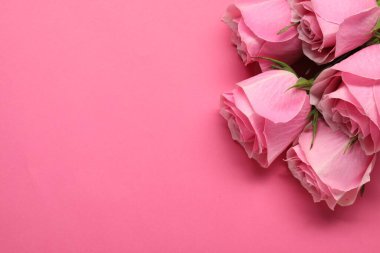 Pembe arka planda güzel güller, üst manzara. Metin için boşluk
