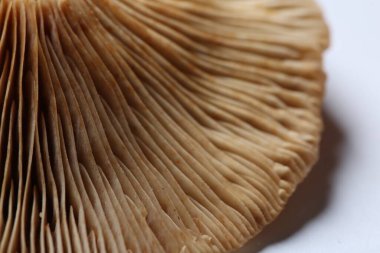 Beyaz arka planda çiğ orman mantarı, makro görünüm