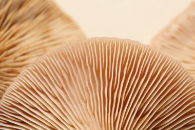 Bej arka planda ham orman mantarları, makro manzara