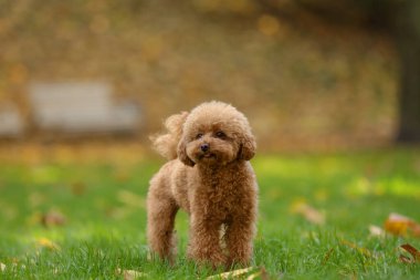 Sonbahar parkında yeşil çimlerde tatlı Maltipoo köpeği