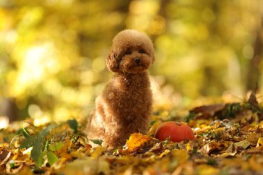 Tatlı Maltipoo köpeği, sonbahar parkında balkabağı ve kuru yapraklar.