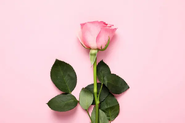 Ένα Όμορφο Τριαντάφυλλο Ροζ Φόντο Κορυφαία Άποψη — Φωτογραφία Αρχείου