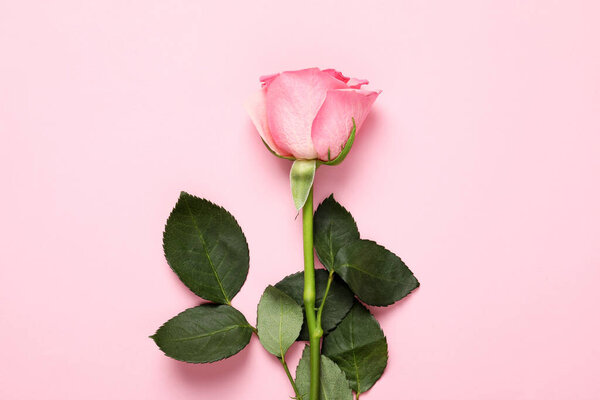One beautiful rose on pink background, top view