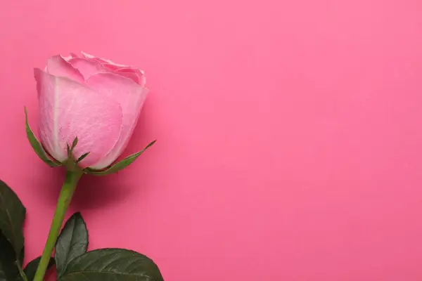 Όμορφο Τριαντάφυλλο Φωτεινό Ροζ Φόντο Κορυφαία Άποψη Χώρος Για Κείμενο — Φωτογραφία Αρχείου