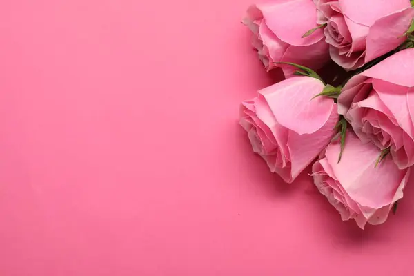 Όμορφα Τριαντάφυλλα Ροζ Φόντο Κορυφαία Θέα Χώρος Για Κείμενο — Φωτογραφία Αρχείου