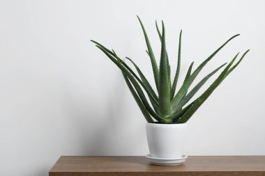 Beyaz duvarın yanındaki ahşap masada yeşil aloe vera, metin için boşluk