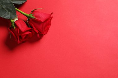 Kırmızı arka planda güzel güller, üst manzara. Metin için boşluk