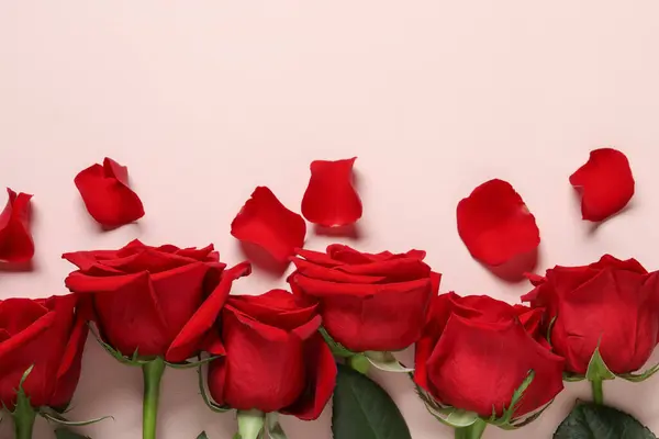 Όμορφα Κόκκινα Τριαντάφυλλα Και Πέταλα Ανοιχτό Ροζ Φόντο Επίπεδη Θέσει — Φωτογραφία Αρχείου