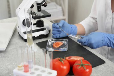 Bilimadamı domatesi laboratuvarda inceliyor, yakından. Gıda kalite kontrolü